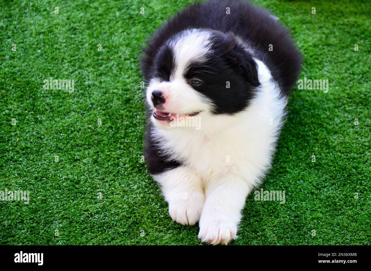 Eine Nahaufnahme eines niedlichen Collie Hündchens, das auf einem grünen Rasen ruht Stockfoto