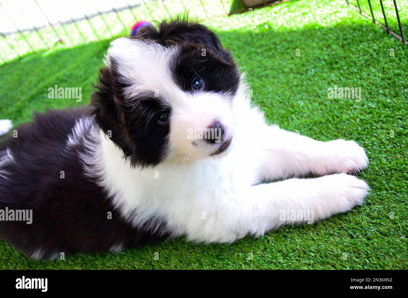 Eine Nahaufnahme eines niedlichen Collie Hündchens, das auf einem grünen Rasen ruht Stockfoto