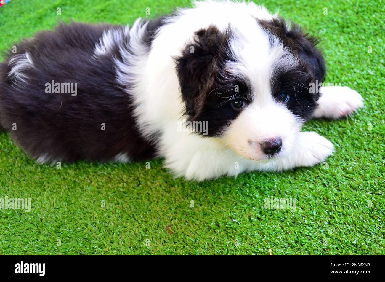 Eine Nahaufnahme eines niedlichen Collie Hündchens, das auf einem grünen Rasen ruht Stockfoto