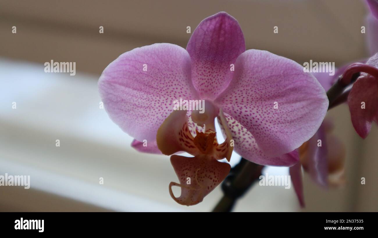 Wunderschöne rosa Orchidee. Rosa Blumen bei Tageslicht. Rosa Blütenblätter. Rosa Punkte auf Blütenblättern. Gesprenkelte Blütenblätter. Tropische Blume. Blume mit orangefarbenem Stigma. Stockfoto