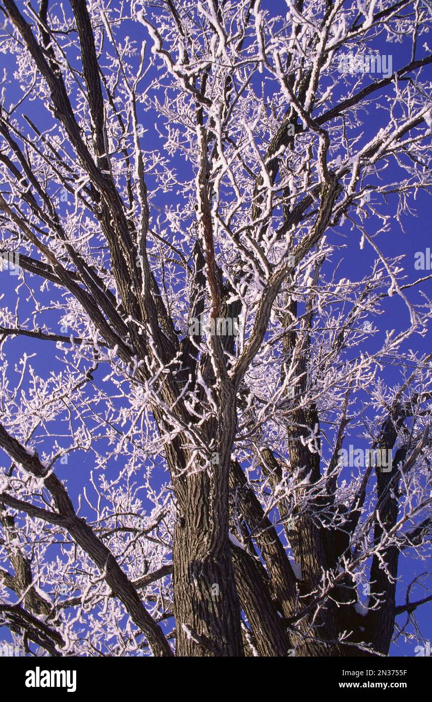 Schnee auf Zweigen, Ottawa, Ontario, Kanada Stockfoto