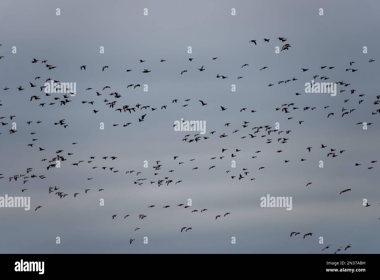 Eine Herde brent-Gänse, die im Winter über einen bewölkten Himmel fliegen und sich auf den Rückflug nach Artikrussland vorbereiten Stockfoto