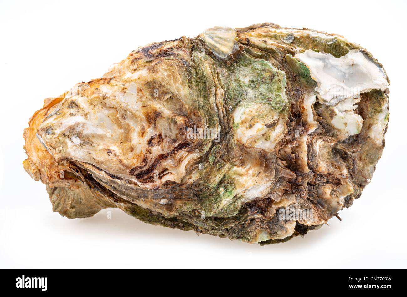 Geschlossene Auster, isoliert auf weißem Hintergrund. Nahaufnahme. Stockfoto