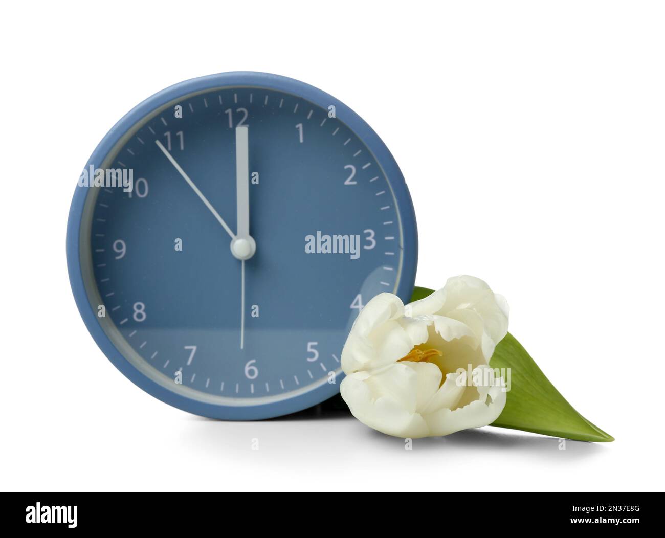 Wecker mit schöner Tulpenblüte auf weißem Hintergrund Stockfoto