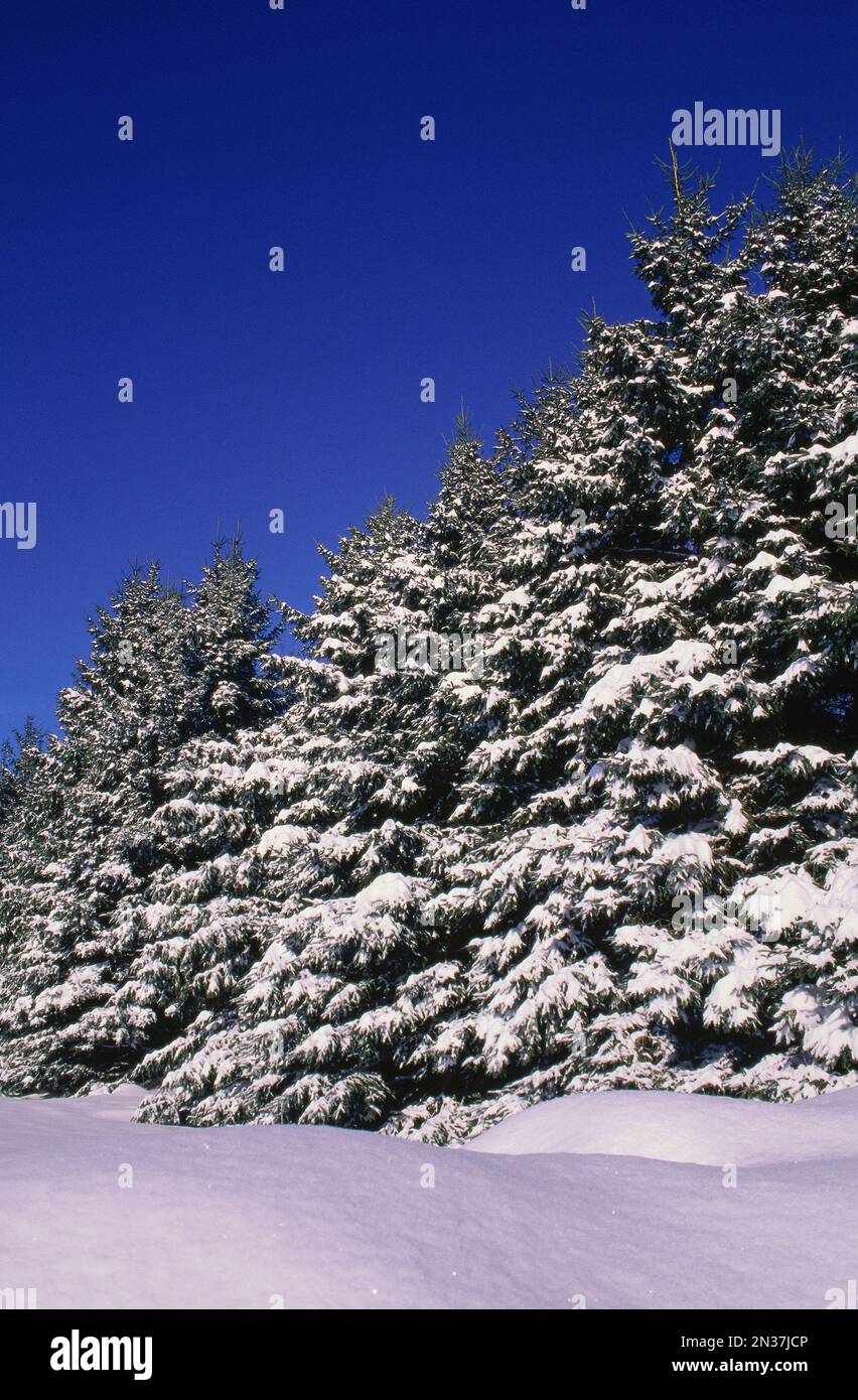 Winter, Ottawa, Ontario, Kanada Stockfoto