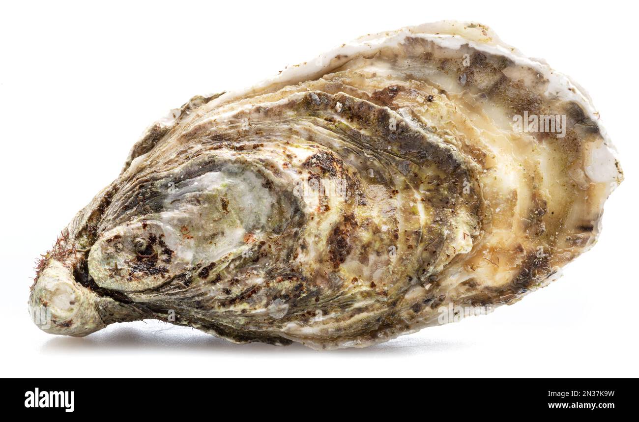 Geschlossene rohe Auster, isoliert auf weißem Hintergrund. Delikatessen. Stockfoto