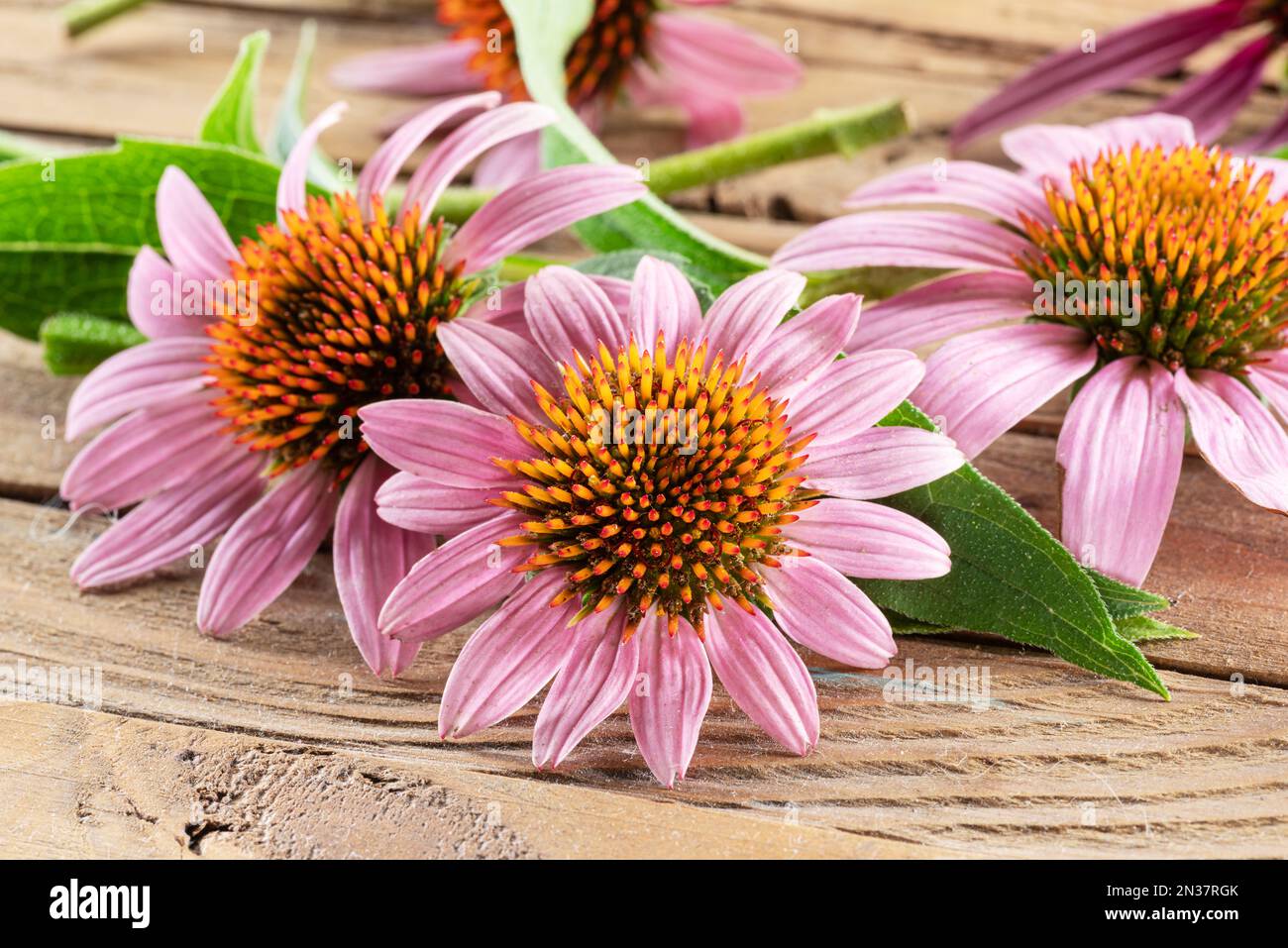 Blühende Blütenköpfe oder Echinacea-Blüten auf Holzhintergrund aus der Nähe. Stockfoto