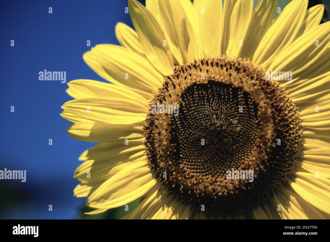 Sonnenblume, Tamworth, New Hampshire, USA Stockfoto