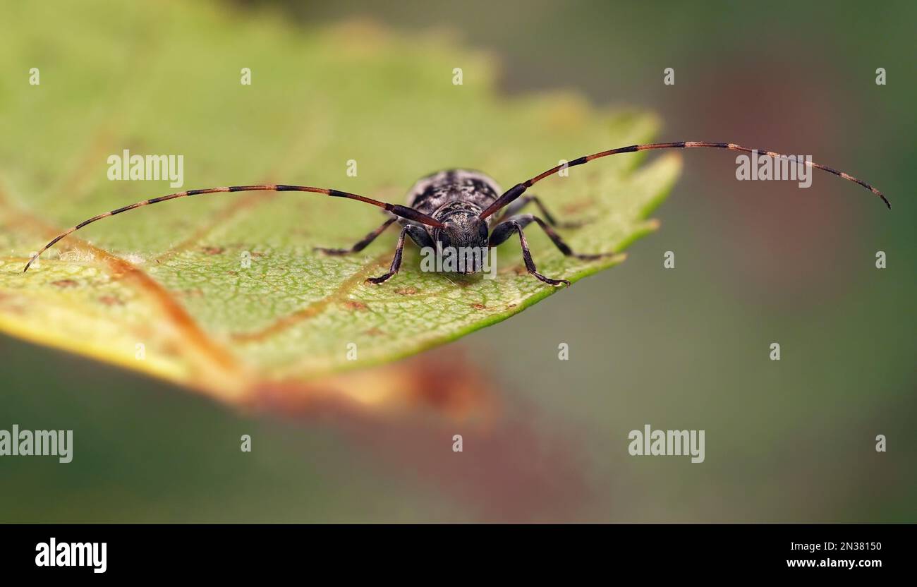 Frontalansicht des Leiopus nebulosus agg Longhorn Beetle. Tipperary, Irland Stockfoto