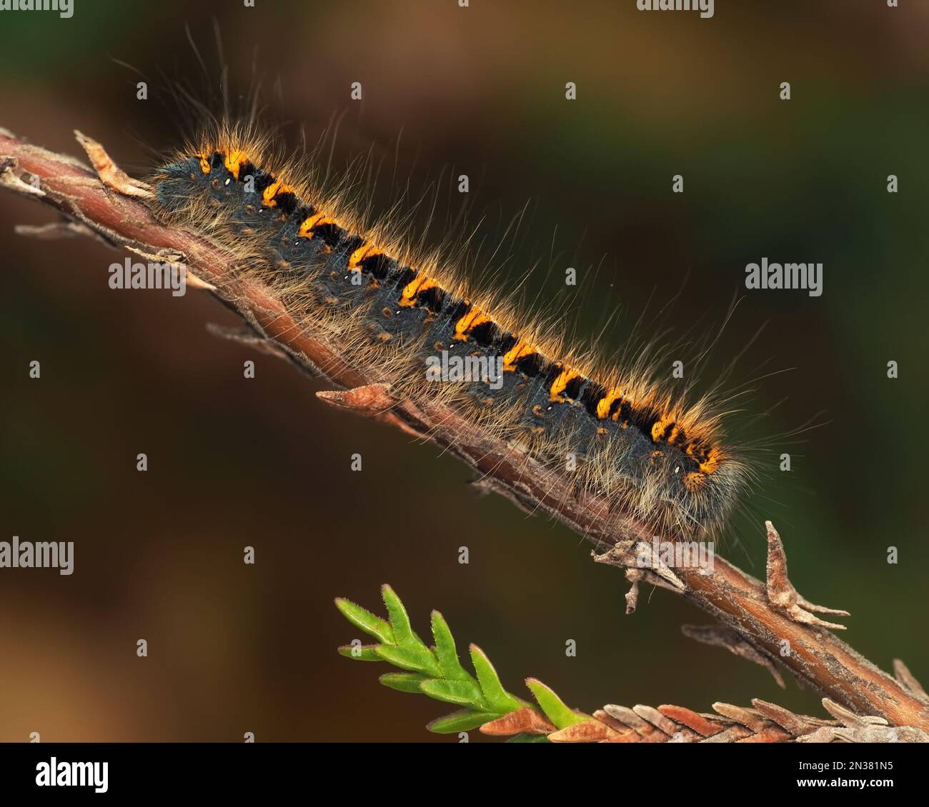 Eichen-Eggar-Mottenraupe (Lasiocampa quercus). Tipperary, Irland Stockfoto