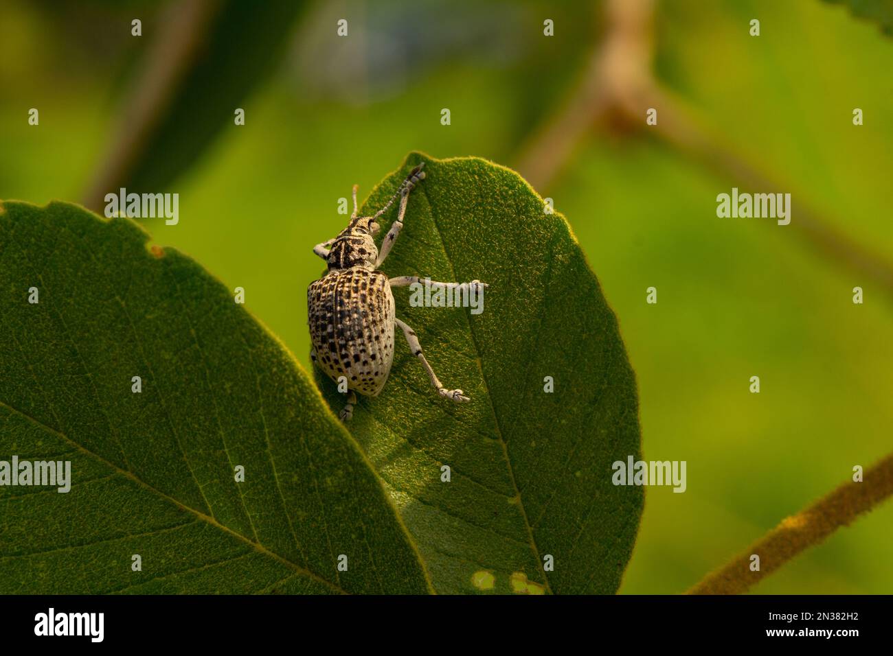 Goiania, Goiás, Brasilien – 07. November 2021: Cydianerus latruncularius, coleóptera. Ein weißer Käfer, der am Rande eines grünen Blattes spaziert. Stockfoto