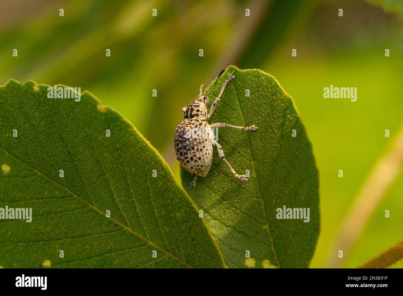 Goiania, Goiás, Brasilien – 07. November 2021: Cydianerus latruncularius, coleóptera. Ein weißer Käfer, der am Rande eines grünen Blattes spaziert. Stockfoto