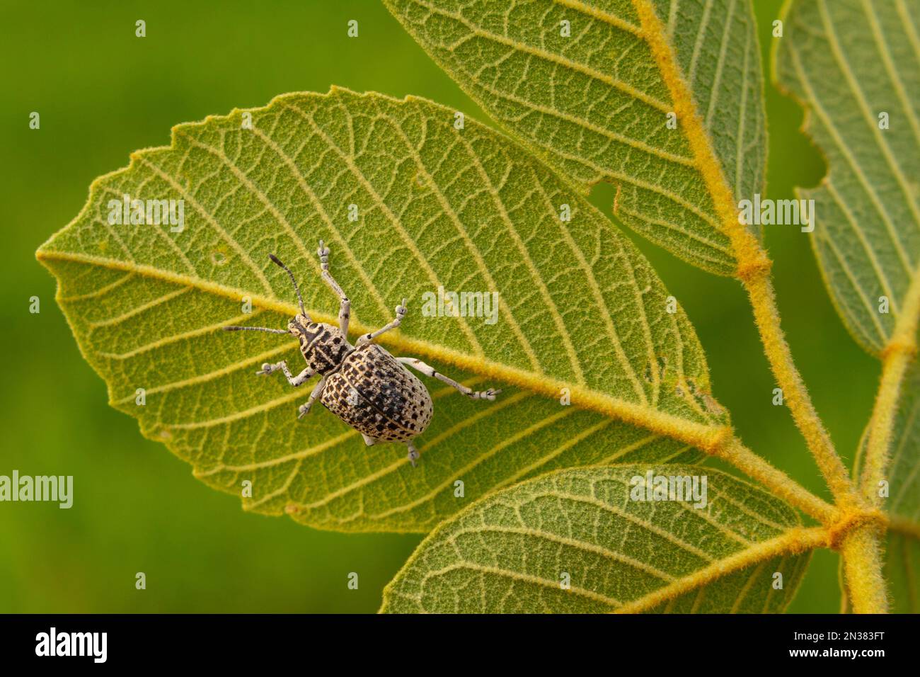Goiania, Goiás, Brasilien – 07. November 2021: Cydianerus latruncularius, coleóptera. Ein weißer Käfer, der hinter einem grünen Blatt läuft. Stockfoto