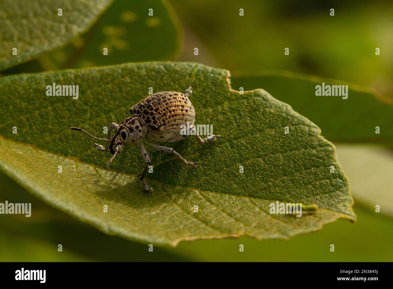 Goiania, Goiás, Brasilien – 07. November 2021: Cydianerus latruncularius, coleóptera. Ein weißer Käfer, der auf einem grünen Blatt läuft. Stockfoto