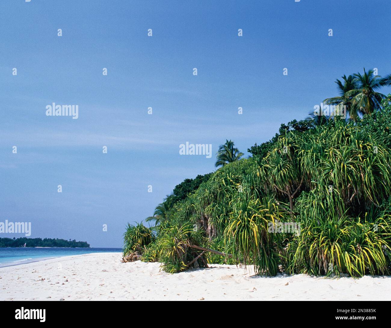 Palmen am tropischen Strand, Malediven Stockfoto