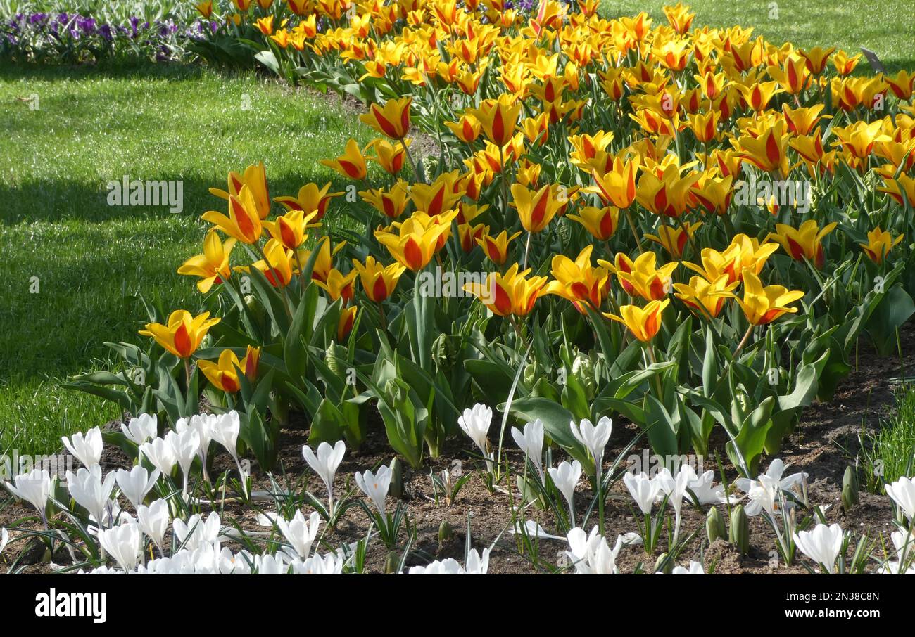 Hübsche kleine gelb-rote Greigii-Tulpen, kombiniert mit weißen Krokussen, die zwischen Gras gepflanzt wurden. Standort: Keukenhof, Niederlande Stockfoto