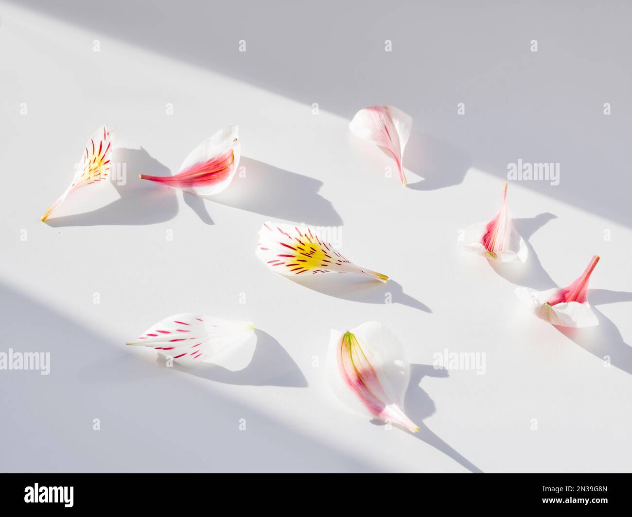 Top ivew über Alstroemeria-Blüten auf weißem Hintergrund. Geometrischer Hintergrund mit zerbrechlichen Blütenblättern, Licht und Schatten. Romantischer Hintergrund. Stockfoto