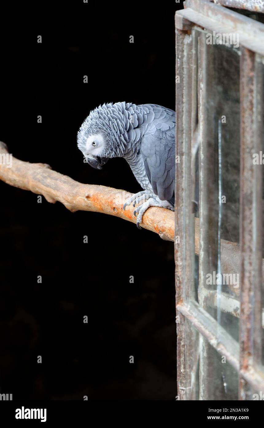 Grauer Papagei auf einem Ast vor schwarzem Hintergrund Stockfoto