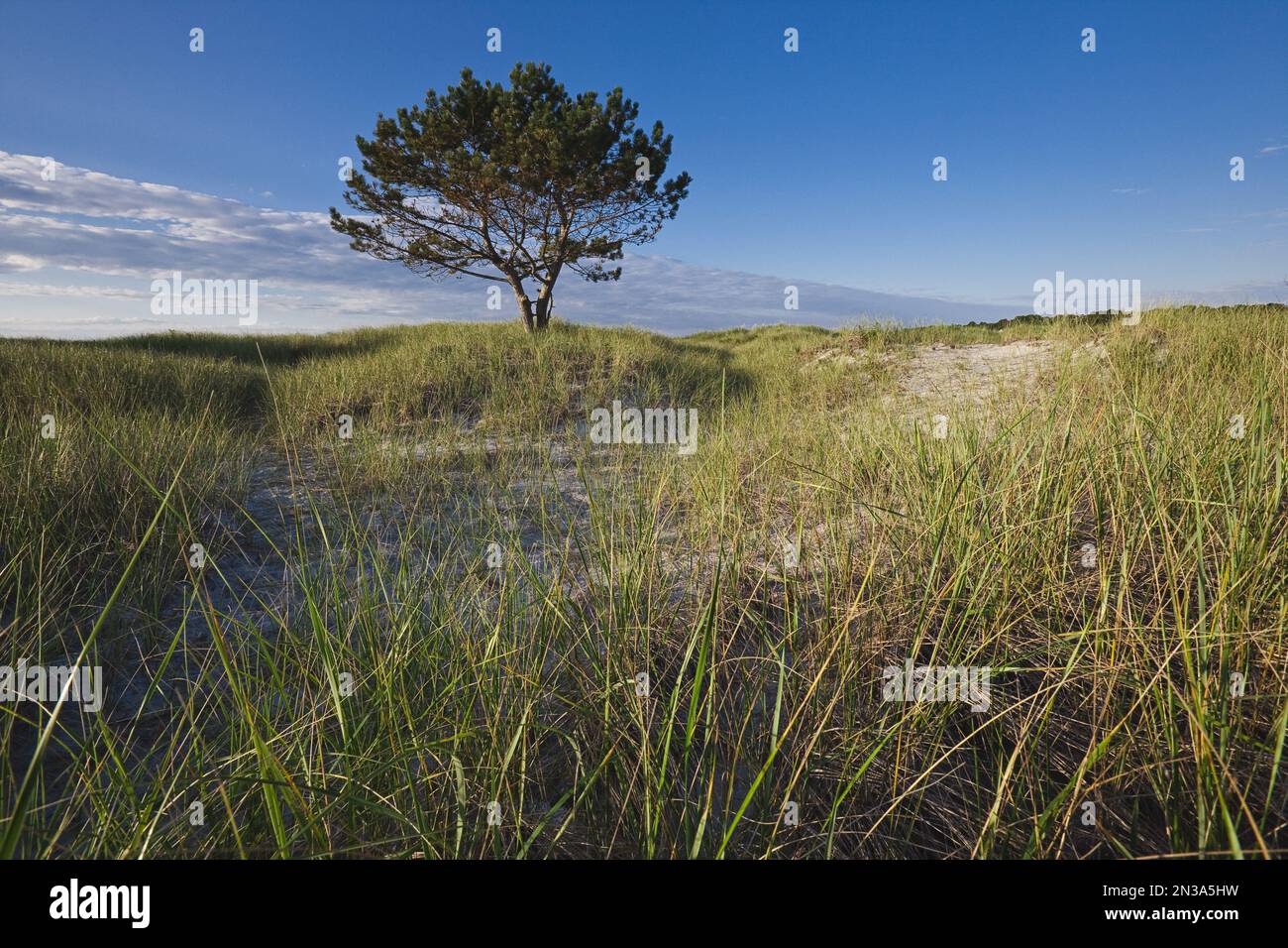 Lone Pine Tree auf Sanddünen, Wingaersheek Beach, Cape Ann, Massachusetts, USA Stockfoto