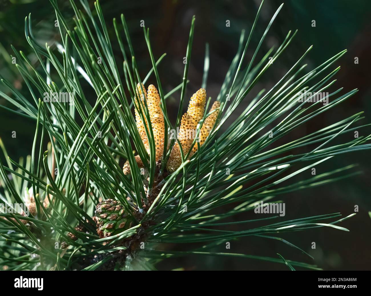 Nahaufnahme eines Scotch Pine Tree oder Scots Pine mit sich entwickelnden Zapfen, die gelben oder goldenen männlichen Zapfen sind im Bild zentriert und der grüne weibliche Zapfen Stockfoto