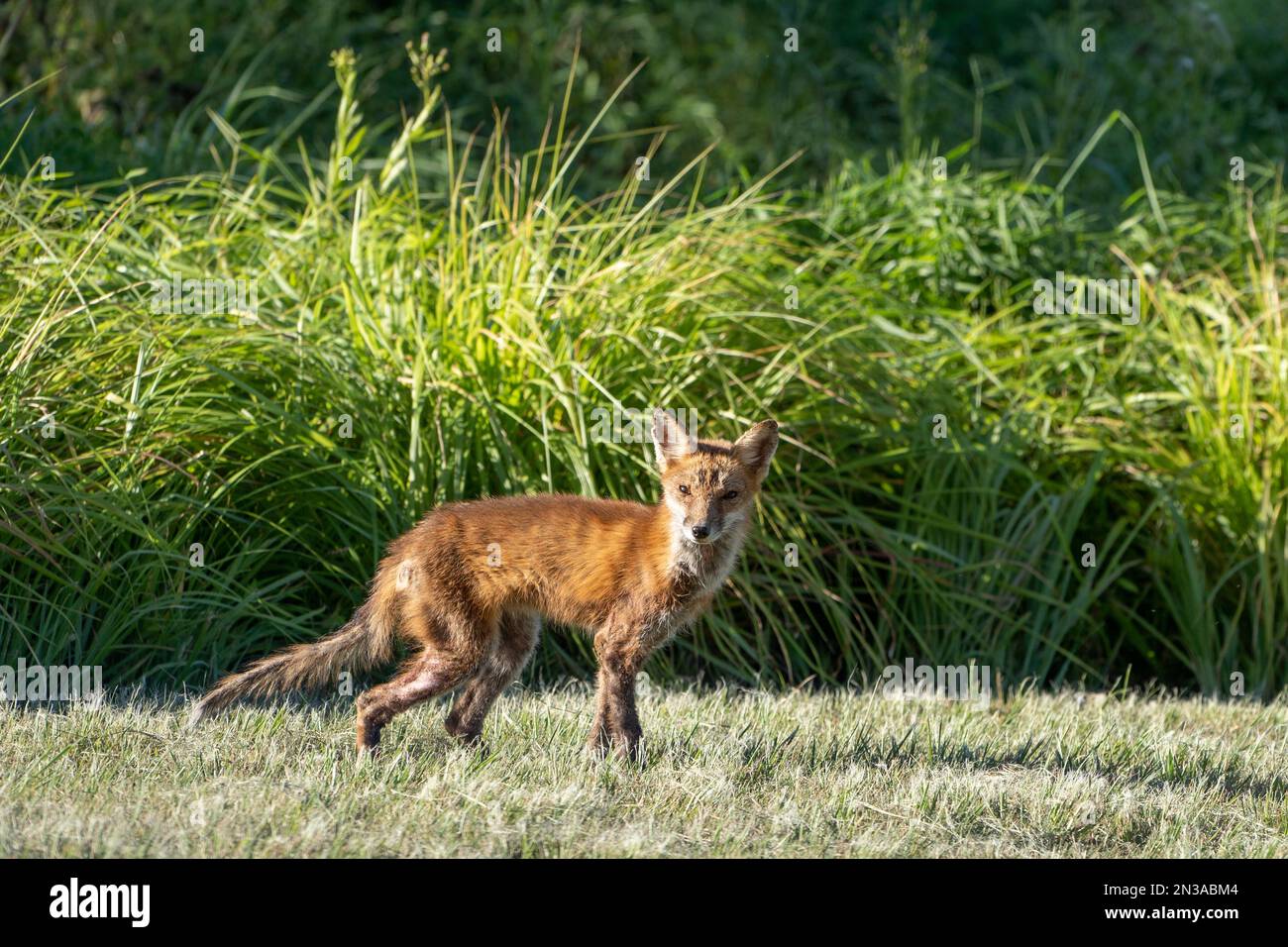 Ein krankhaft aussehender Rotfuchs (Vulpes vulpes) im öffentlichen Park in Berks County, Pennsylvania Stockfoto