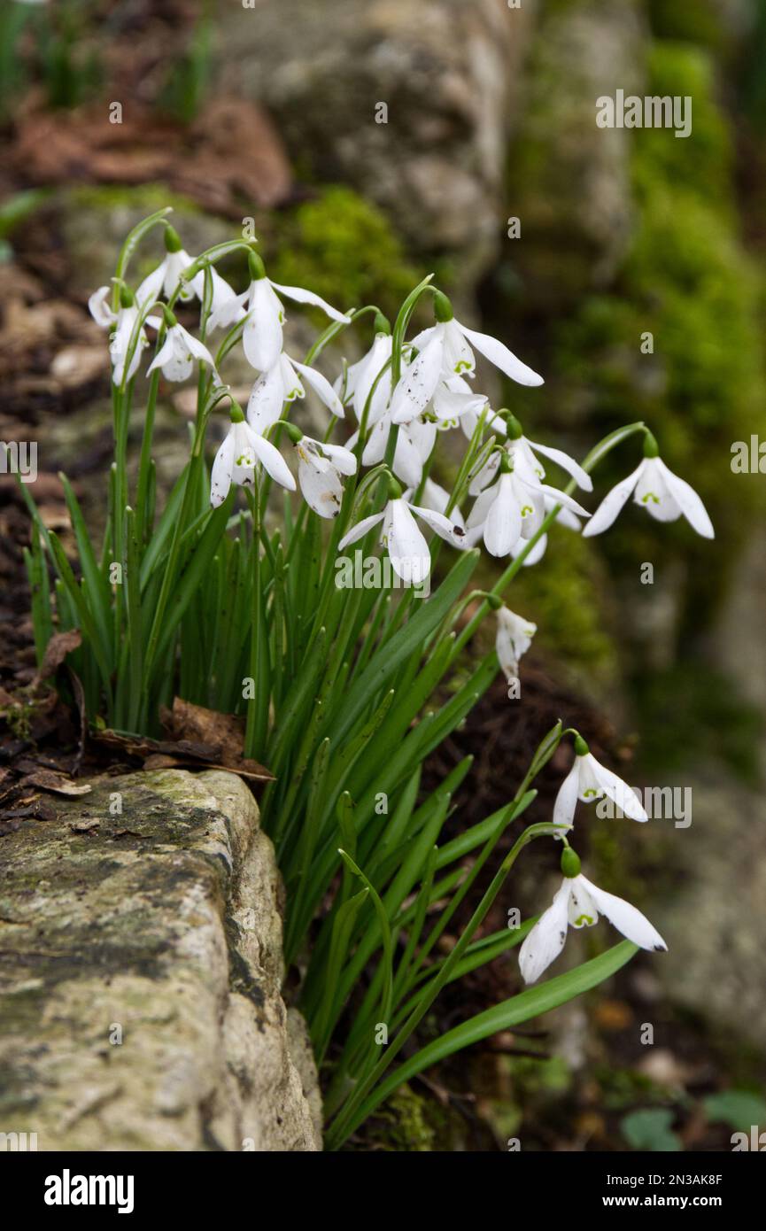 Schneeglöckchen galanthus nivalis wachsen im Februar in einer Mauer im britischen Wintergarten Stockfoto