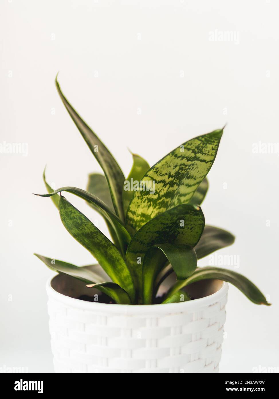 Blumentopf mit Sansevieria. Pflanze im Innenbereich auf weißem Hintergrund. Friedliches botanisches Hobby. Gartenarbeit zu Hause. Stockfoto