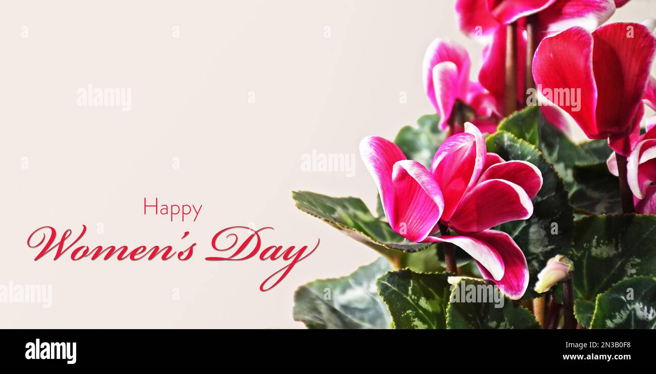 Happy Womens Day Karte mit einem Haufen Cyclamen Blumen. Damentag-Konzept Stockfoto