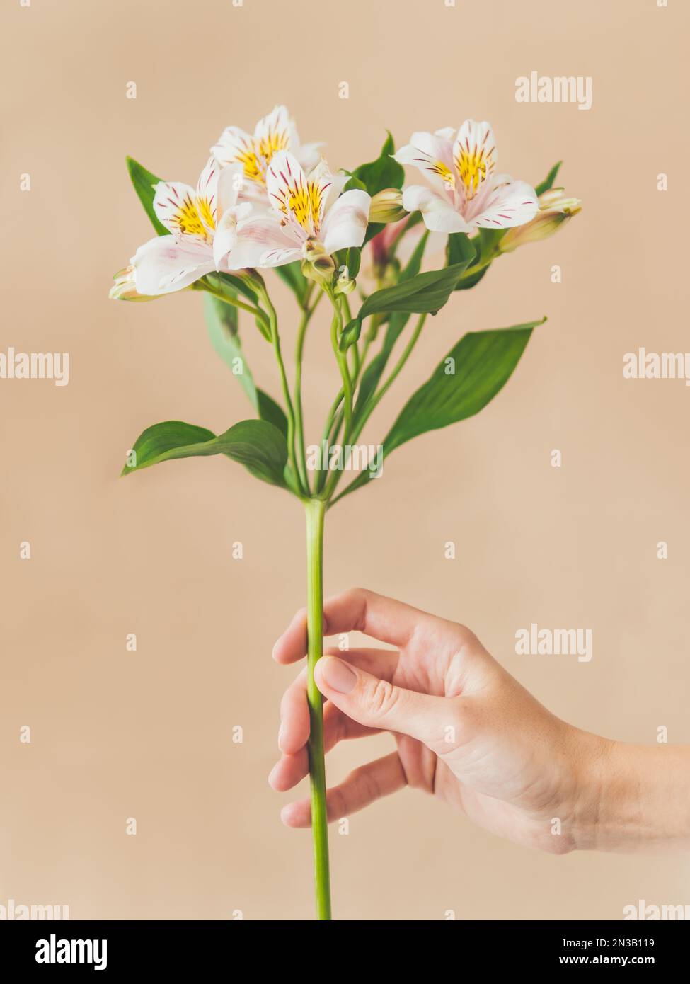 Die Frau hält weiße Alstroemeria-Blume. Frische blühende Pflanze auf beigefarbenem Hintergrund. Zerbrechliche Frühlingsblume. Stockfoto