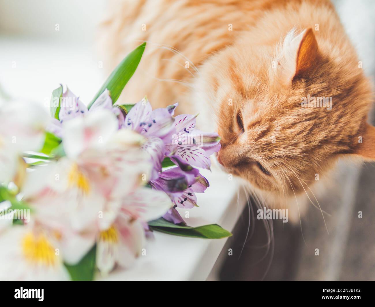 Süße Ingwerkatze schnüffelt mit Alstroemeria-Blumen auf dem Fensterbrett. Flauschiges Haustier und blühende Pflanze mit grünen Blättern. Stockfoto