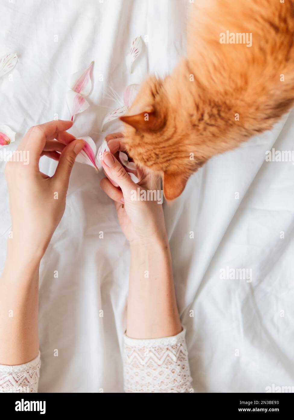 Draufsicht auf Ingwerkatze, die Frauenhände mit rosa Blütenblättern schnüffelt. Flauschiges Haustier und Haustierbesitzer zerknitterter weißer Textilhintergrund. Stockfoto