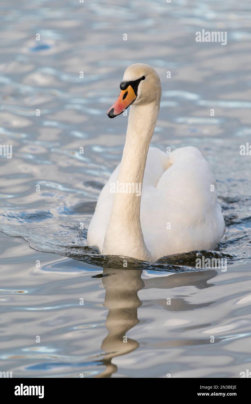 Nahaufnahme eines stummen Schwans (cygnus olor), der in Europa schwimmt Stockfoto