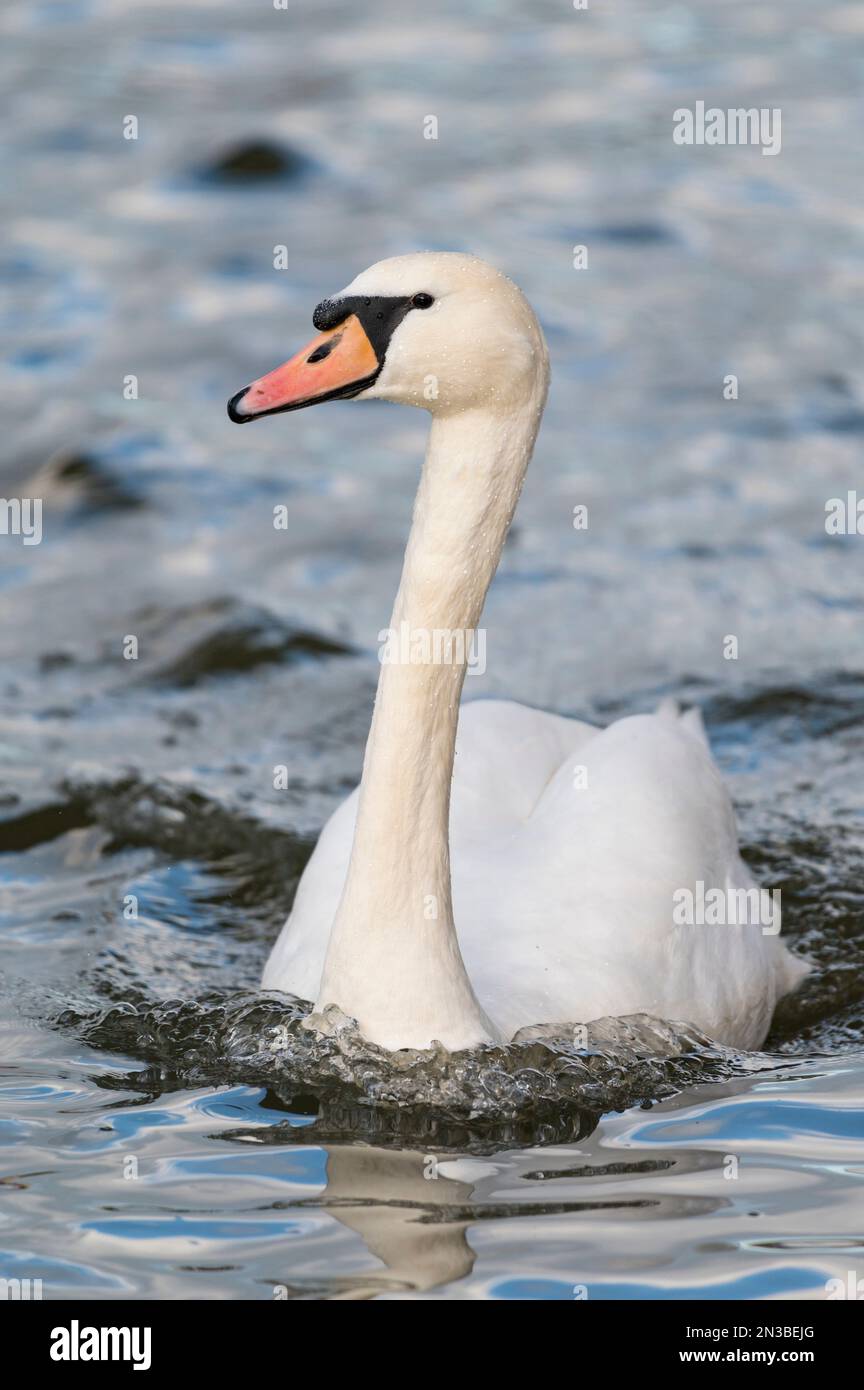 Nahaufnahme eines stummen Schwans (cygnus olor), der in Europa schwimmt Stockfoto