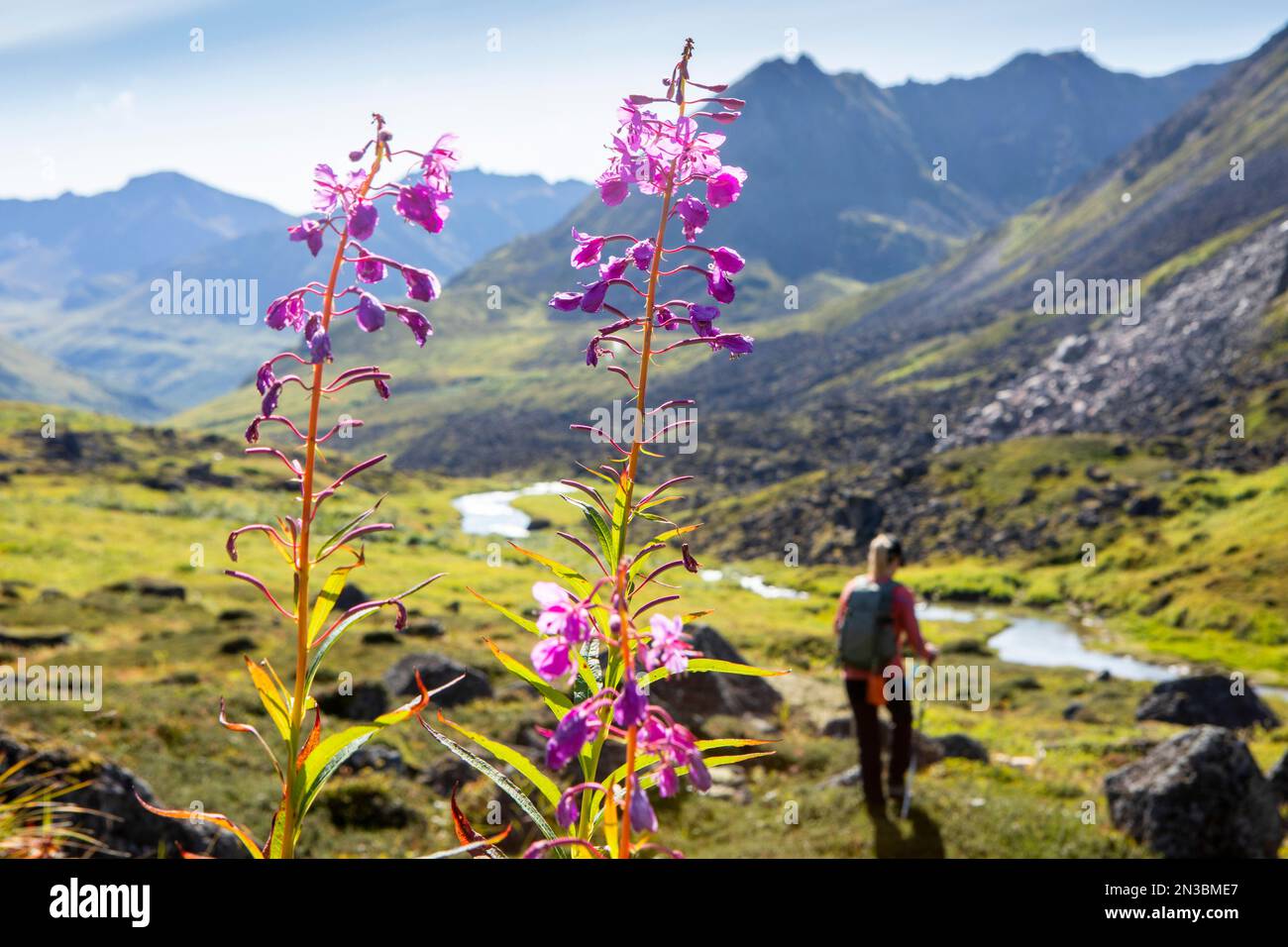 Blick von hinten auf eine Frau, die durch Archangel Valley in Richtung Fairangel Creek mit hinterleuchtetem fireweed (Chamaenerion angustifolium) in Blo... Stockfoto