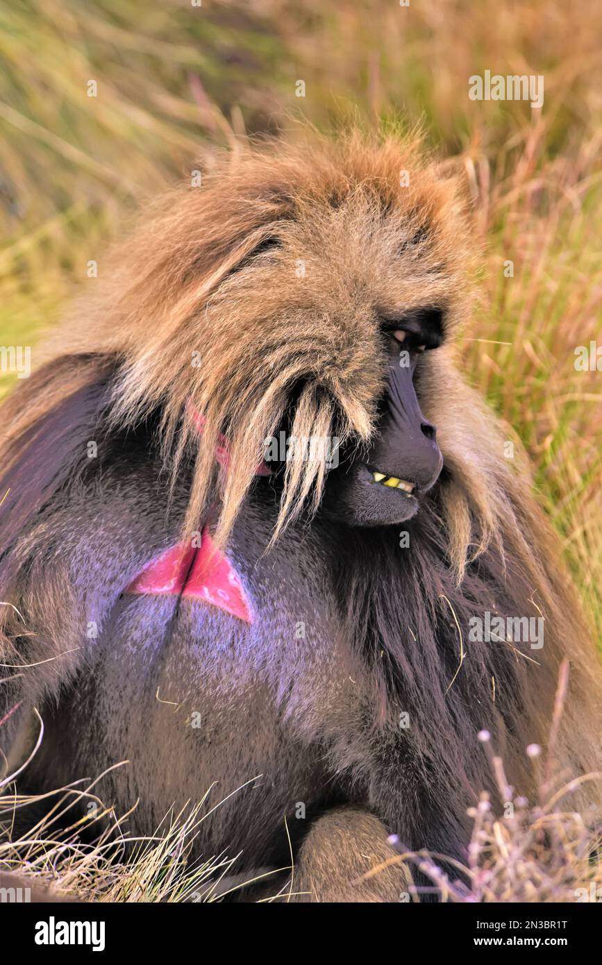 Nahaufnahme eines Geladas (Theropithecus gelada), Affe mit blutendem Herzen; Athiopien Stockfoto