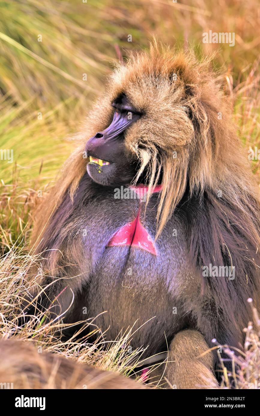 Nahaufnahme eines Geladas (Theropithecus gelada), Affe mit blutendem Herzen; Athiopien Stockfoto