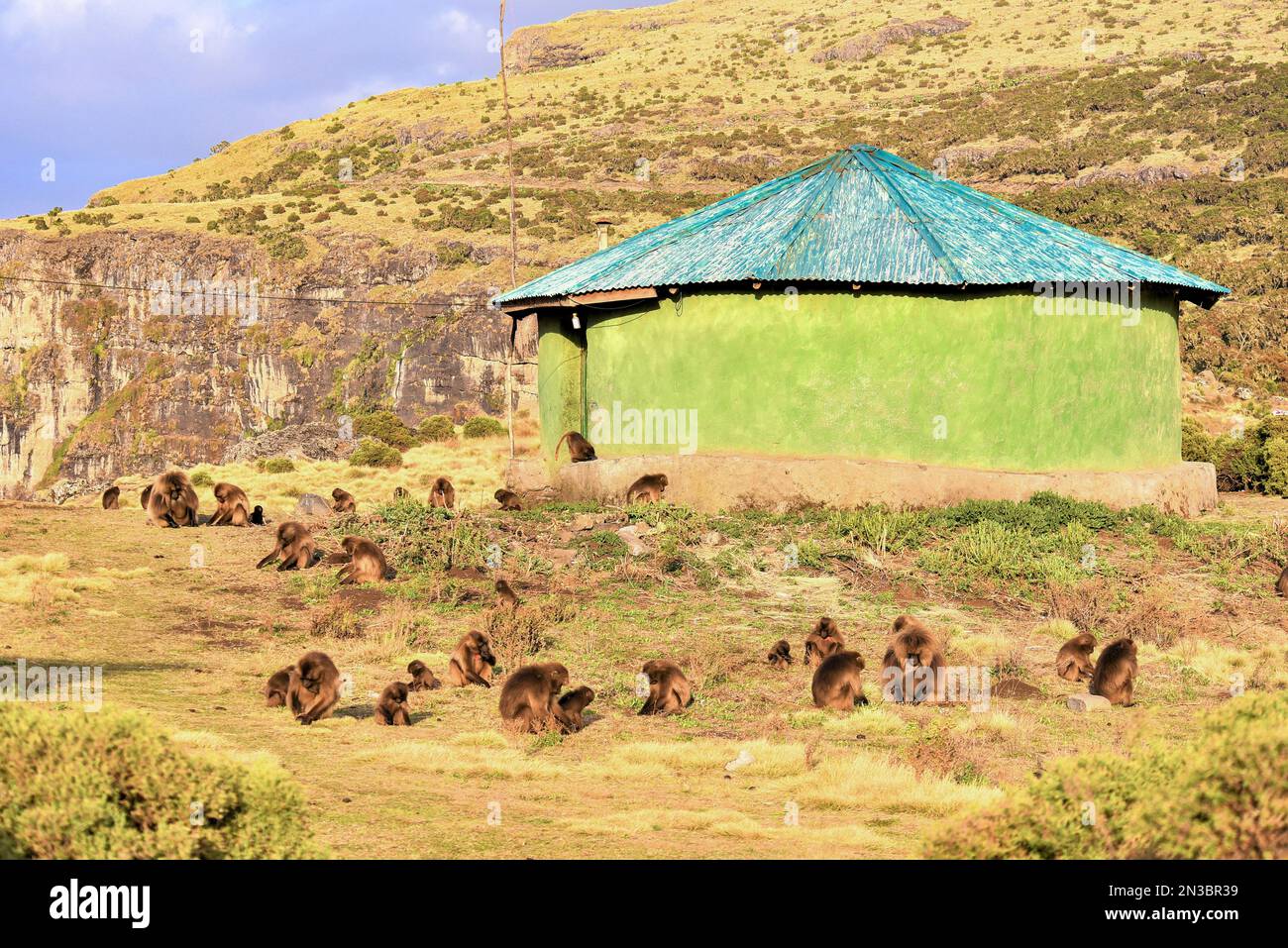 Herde von Gelada (Theropithecus gelada), Affen mit blutenden Herzen, auf einem Feld um eine afrikanische Rundhütte am Berghang; Äthiopien Stockfoto