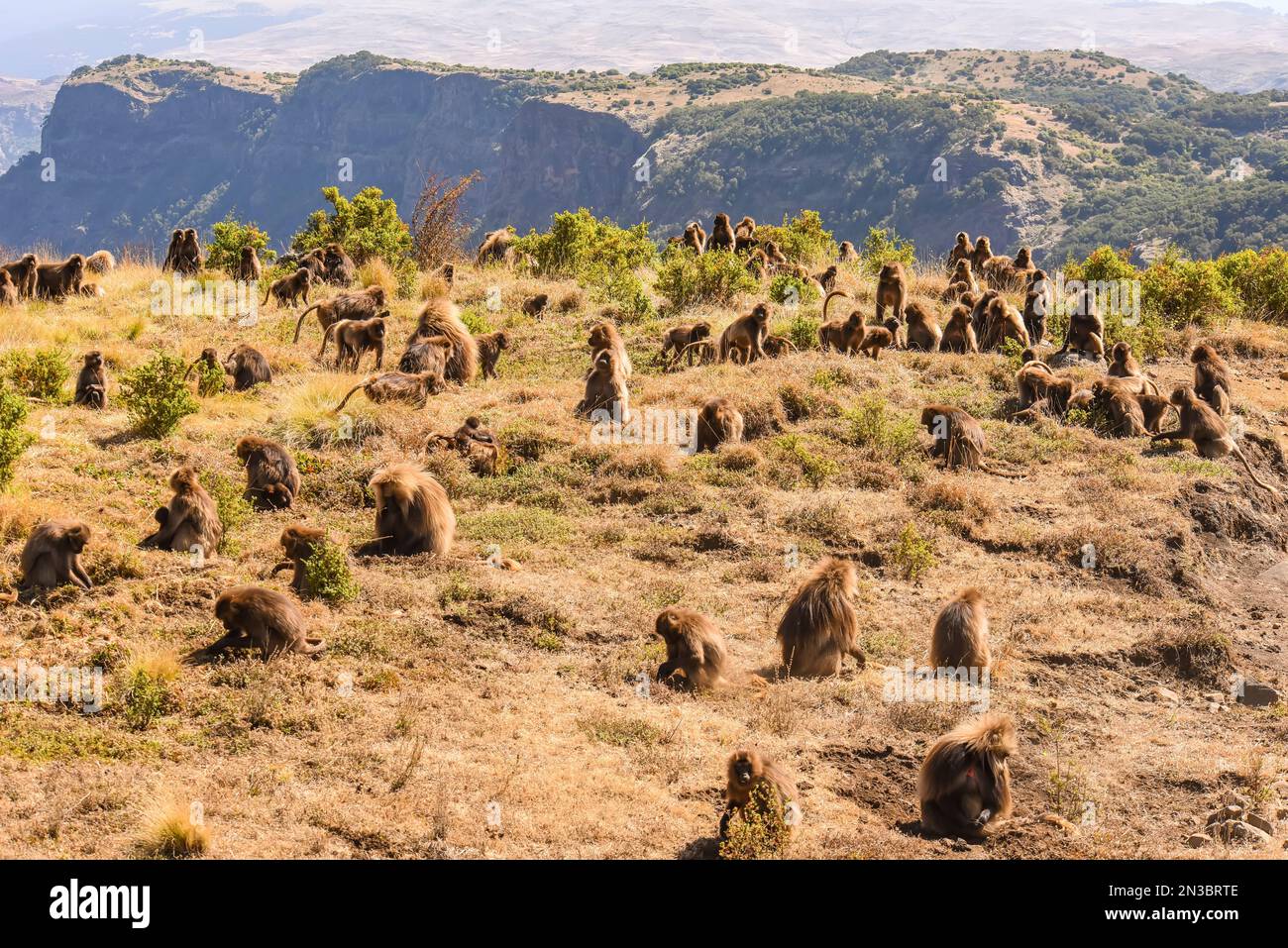 Herde von Gelada (Theropithecus gelada), Affen mit blutenden Herzen, die auf einem Feld auf einem Berggipfel auf der Suche nach Nahrung sitzen; Äthiopien Stockfoto