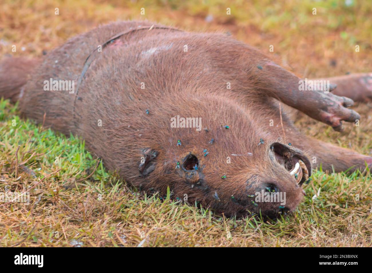 Capybara, die bei der Zersetzung mit mehreren Fliegen getötet wurden, wenn sie aus dem Abfall, Hydrochoerus hydrochaeris, gefüttert wurden. Stockfoto