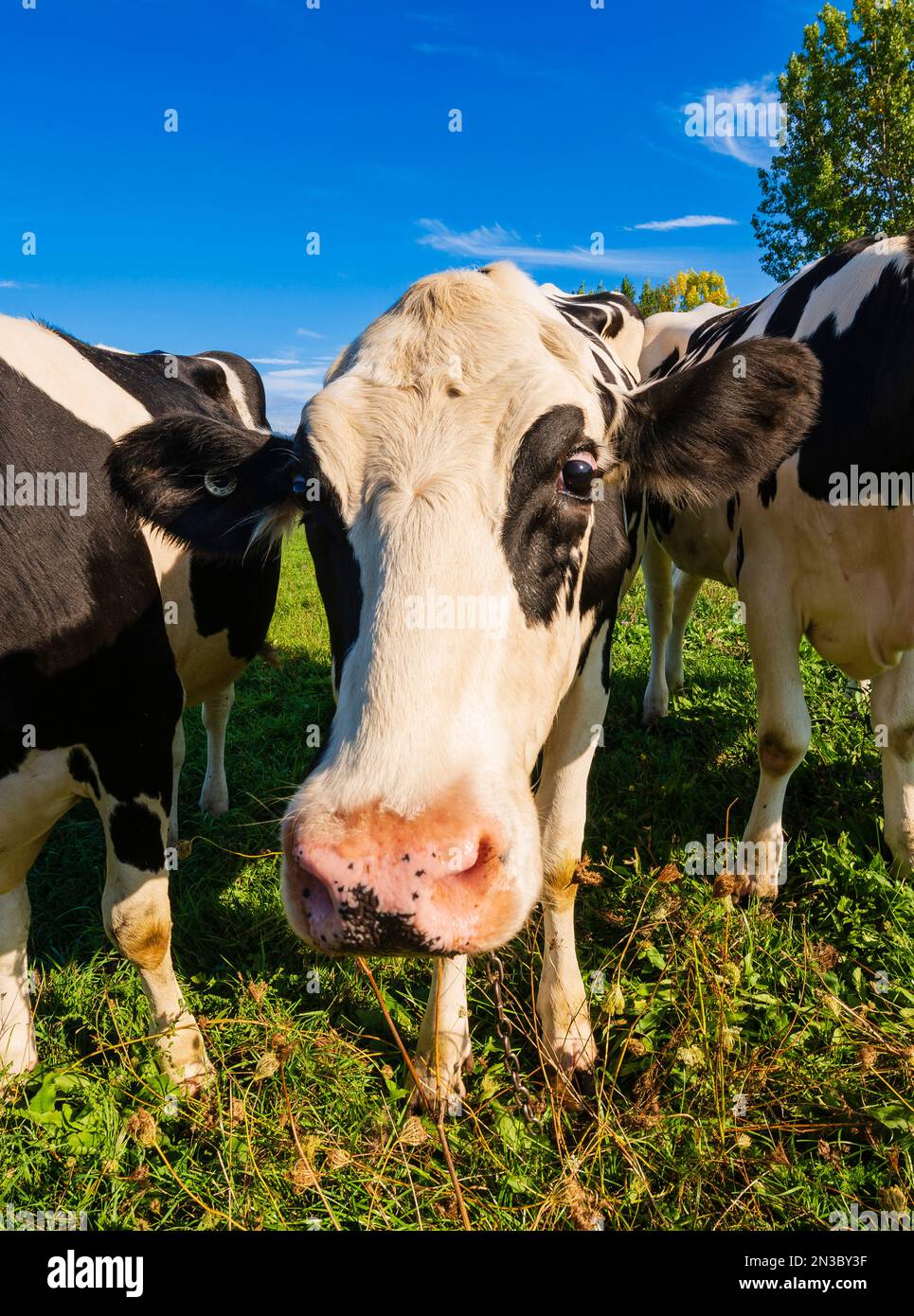 Nahaufnahme einer Holstein-Kuh (Bos taurus taurus), die zwischen zwei anderen schwarz-weiß geflickten Kühen in den östlichen Ortschaften steht Stockfoto