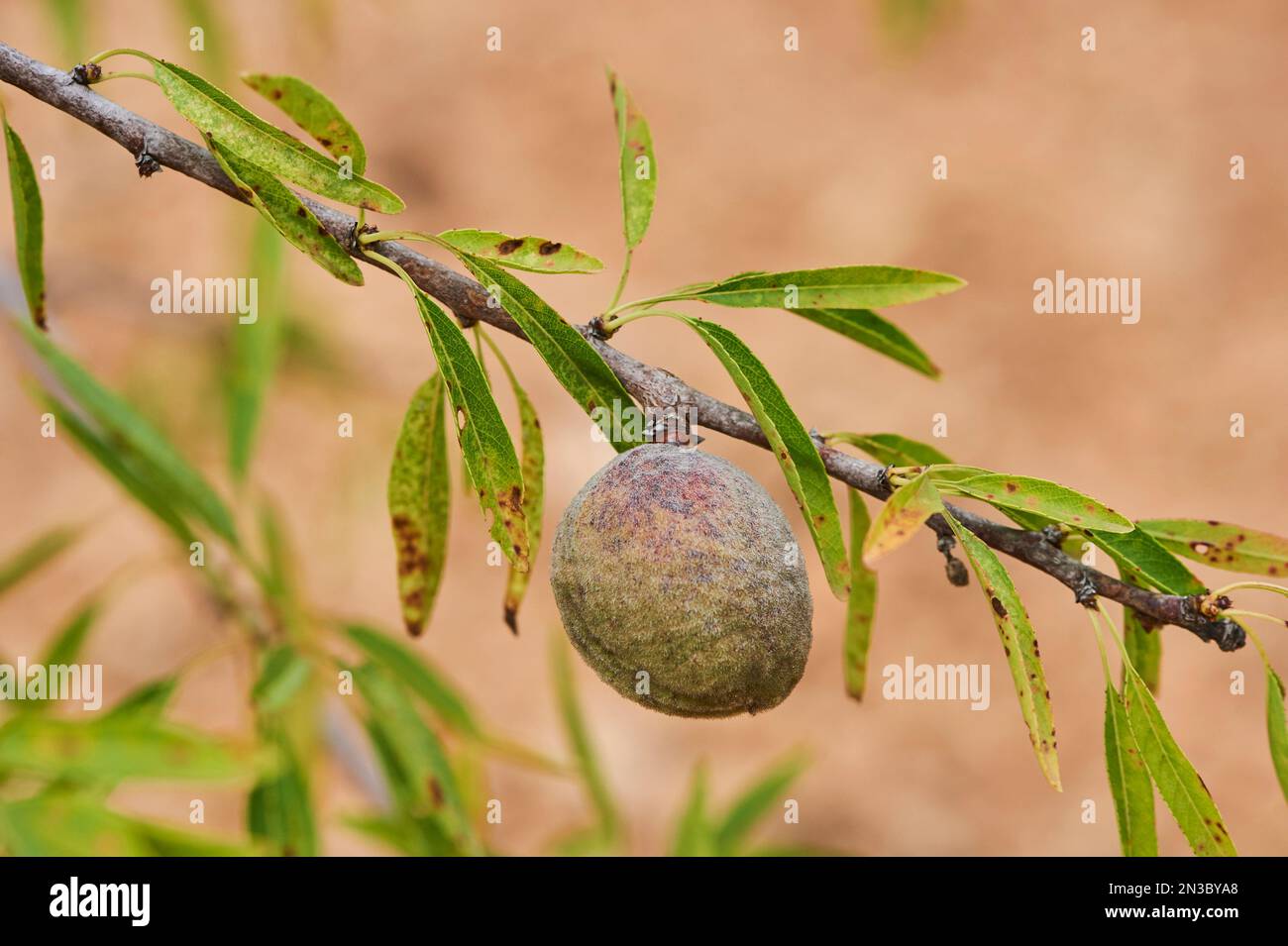 Nahaufnahme einer Mandel (Prunus amygdalus, syn. Prunus dulcis) im Rumpf; Katalonien, Spanien Stockfoto