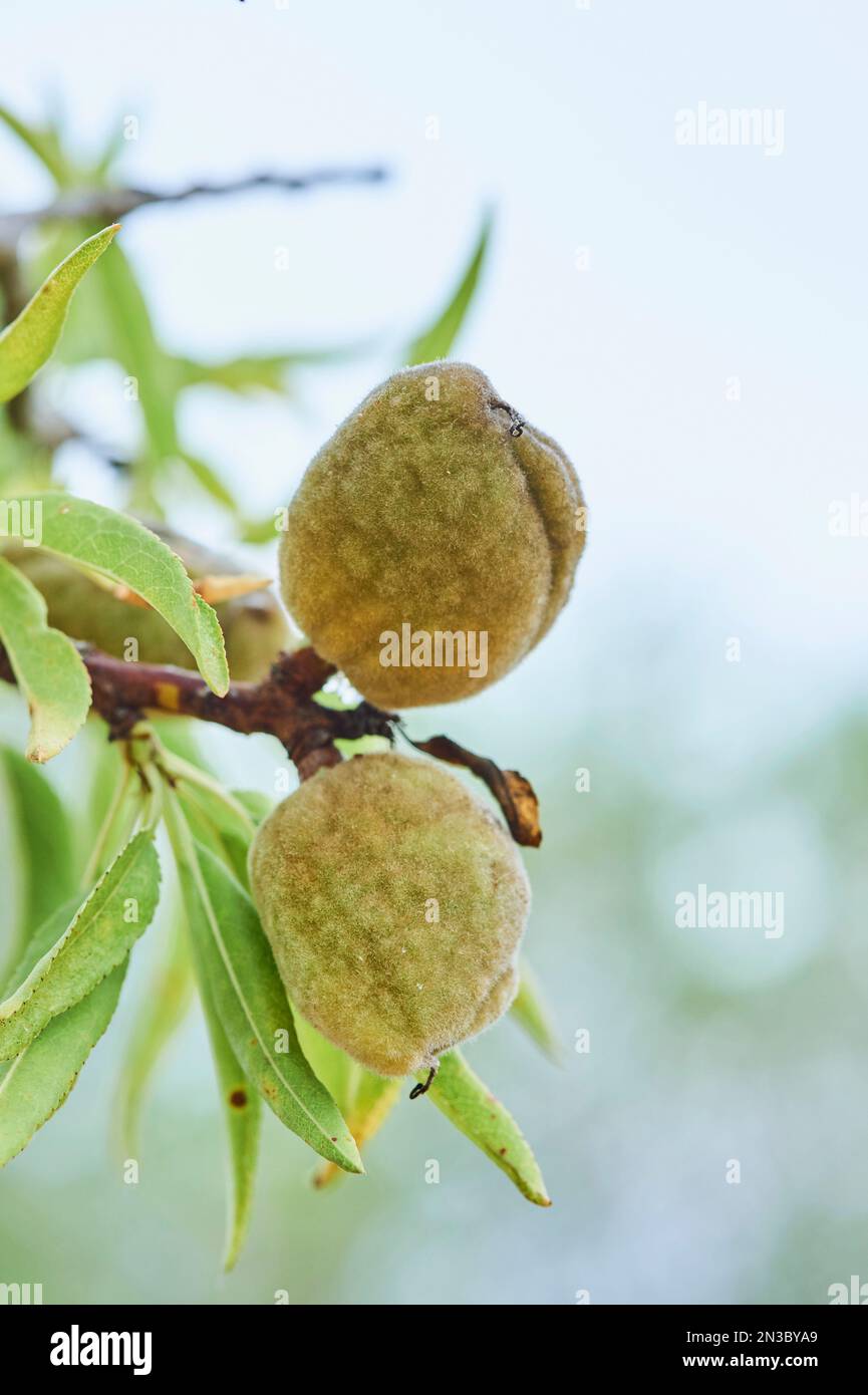 Nahaufnahme einer Mandel (Prunus amygdalus, syn. Prunus dulcis) im Rumpf; Katalonien, Spanien Stockfoto