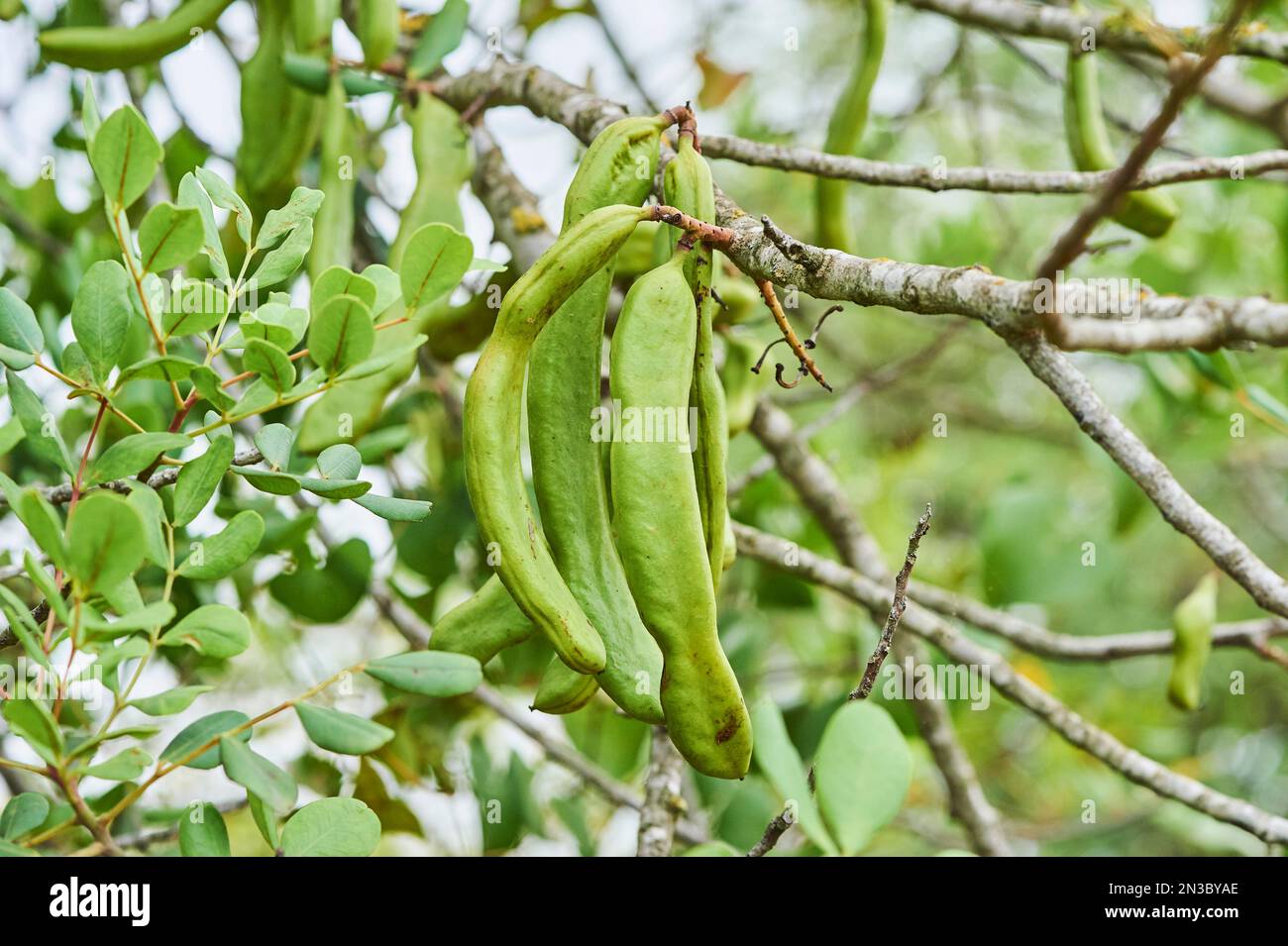 An einem Baum hängende Früchte aus Carob (Ceratonia siliqua); Katalonien, Spanien Stockfoto