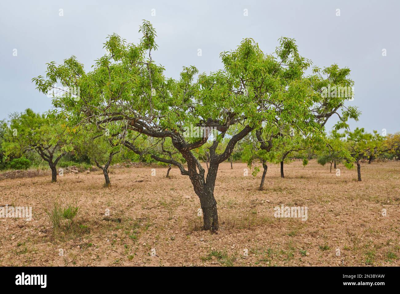 Mandeln (Prunus amygdalus, syn. Prunus dulcis) auf einem Feld; Katalonien, Spanien Stockfoto