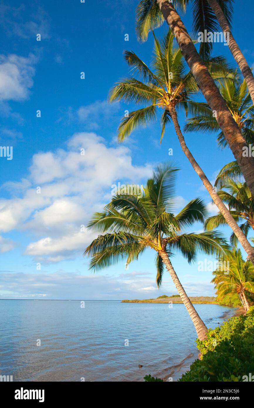Palmen in der Nähe von Kaunakakai, vor dem Hotel Molokai; Insel Molokai, Hawaii, Vereinigte Staaten von Amerika Stockfoto