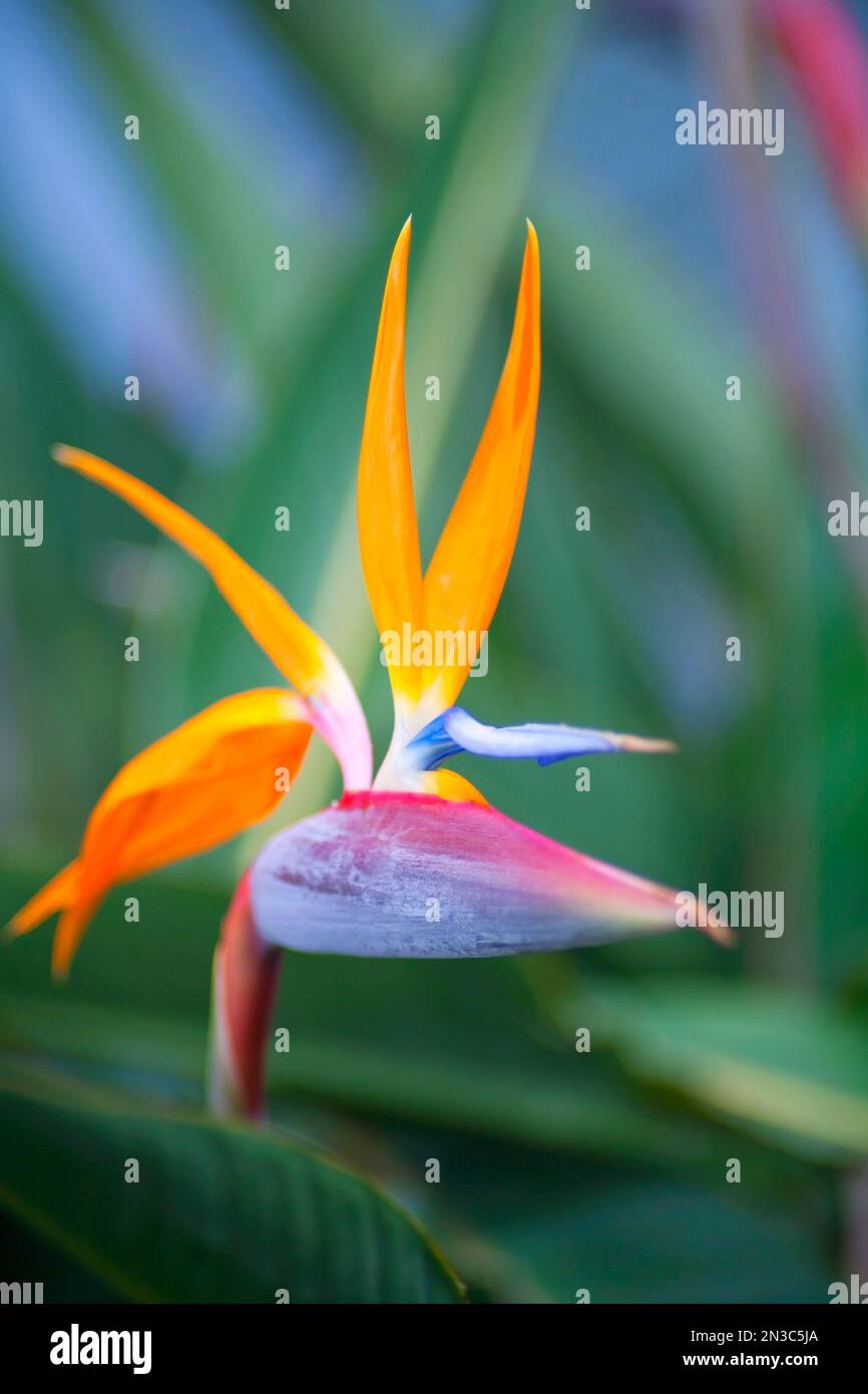 Nahaufnahme der dramatischen Blume des Paradiesvogel (Strelitzia reginae); Paia, Maui, Hawaii, Vereinigte Staaten von Amerika Stockfoto