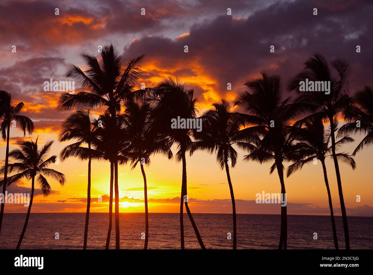 Wunderschöner Sonnenuntergang mit Orange- und Gelbtönen über dem Pazifischen Ozean mit Palmenreihe Silhouetten; Wailea, Maui, Hawaii, Vereinigte Staaten von Amerika Stockfoto