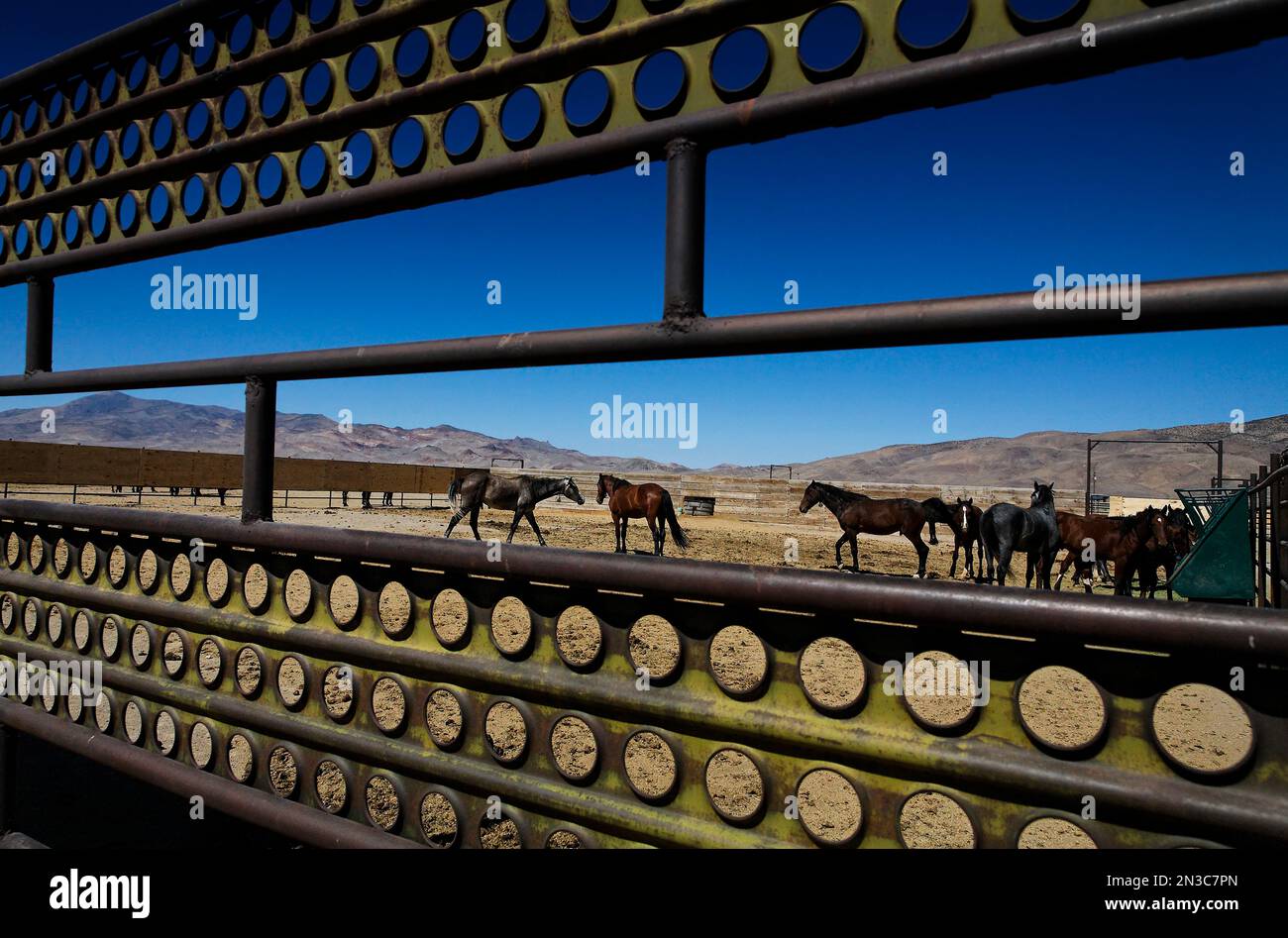 Sehen Sie durch einen Zaun wilder Pferde in einer Einrichtung, in der sie bis zur Adoption gepflegt werden; Nevada, Vereinigte Staaten von Amerika Stockfoto