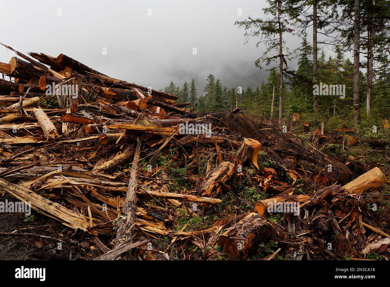 Zerfetzelte Überreste von Bäumen sind die Beute, die nach einem klaren Waldschnitt auf Prince of Wales Island im Tongass National Forest hinterlassen wurden. Das größte und... Stockfoto