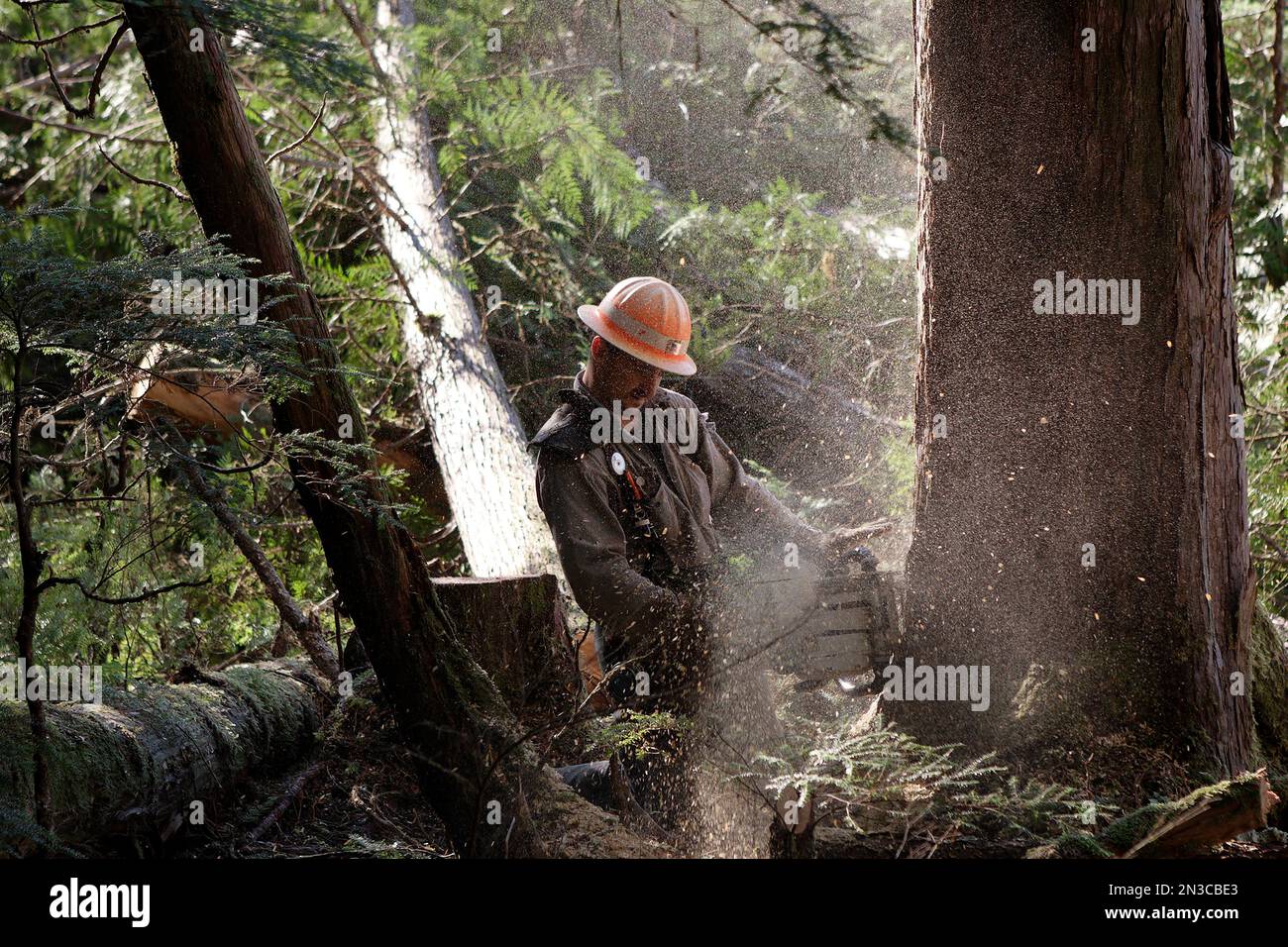 Ein holzfaller arbeitet allein mit einer Kettensäge im Wald und schneidet einen nach dem anderen Bäume im Winter Harbor auf Prince of Wales Island. Es ist gefährlich... Stockfoto